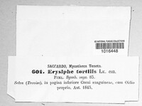 Erysiphe tortilis image